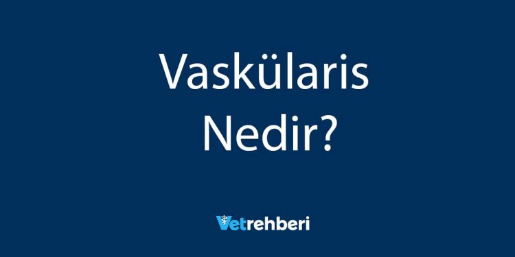 Vaskülaris Nedir?