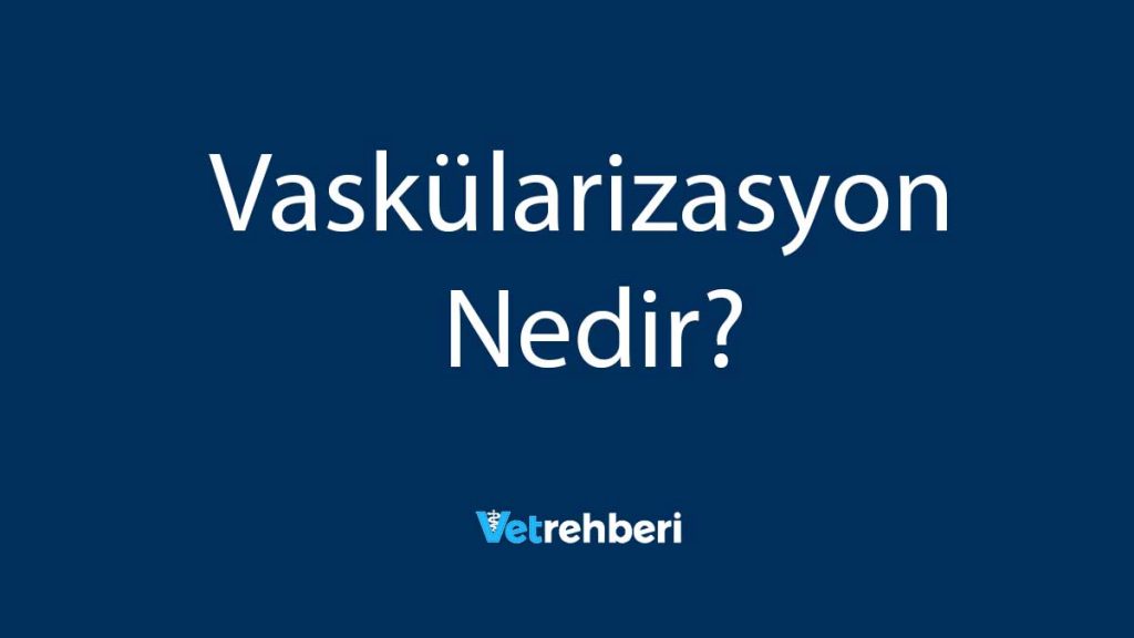 Vaskülarizasyon Nedir?