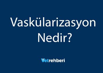 Vaskülarizasyon Nedir?