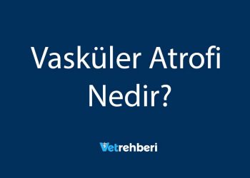 Vasküler Atrofi Nedir?