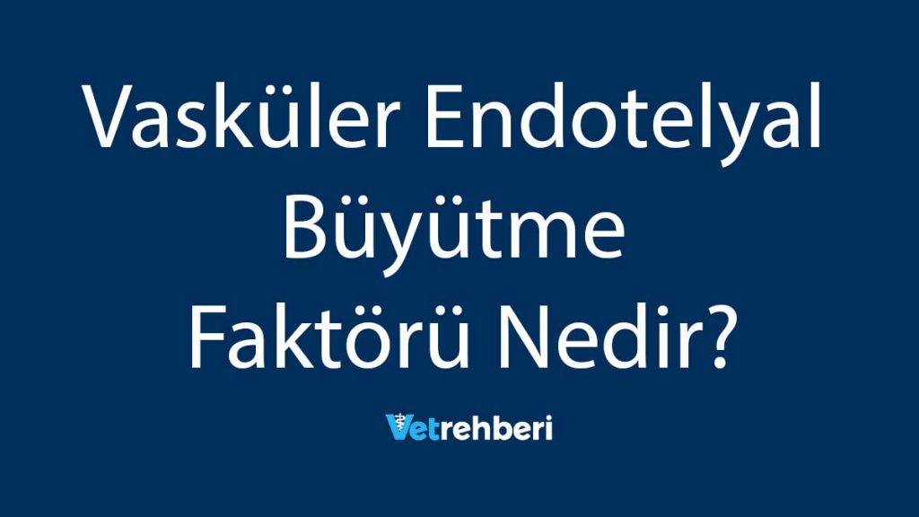 Vasküler Endotelyal Büyütme Faktörü Nedir?