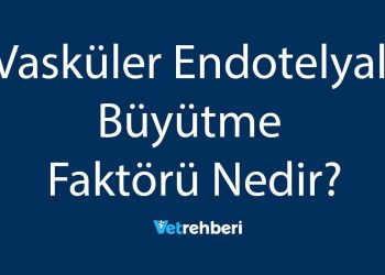 Vasküler Endotelyal Büyütme Faktörü Nedir?