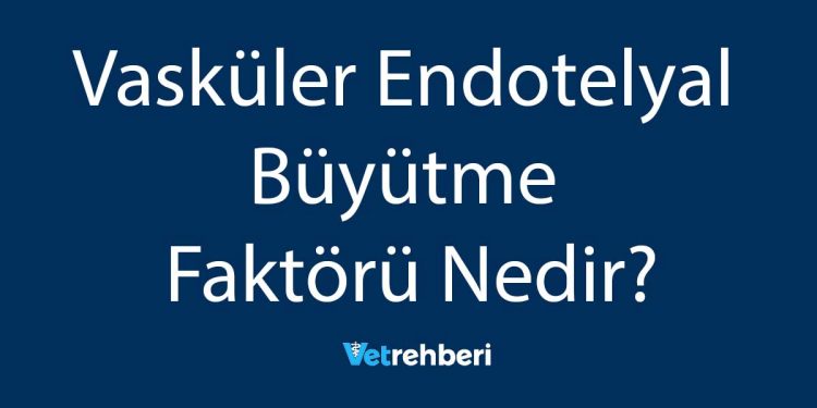 Vasküler Endotelyal Büyütme Faktörü Nedir?