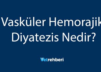 Vasküler Hemorajik Diyatezis Nedir?