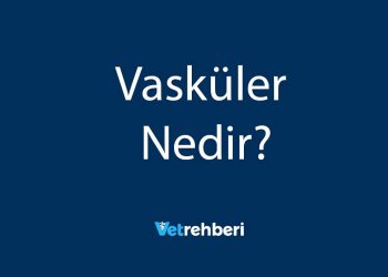 Vasküler Nedir?