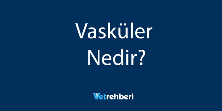 Vasküler Nedir?