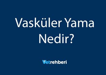 Vasküler Yama Nedir?