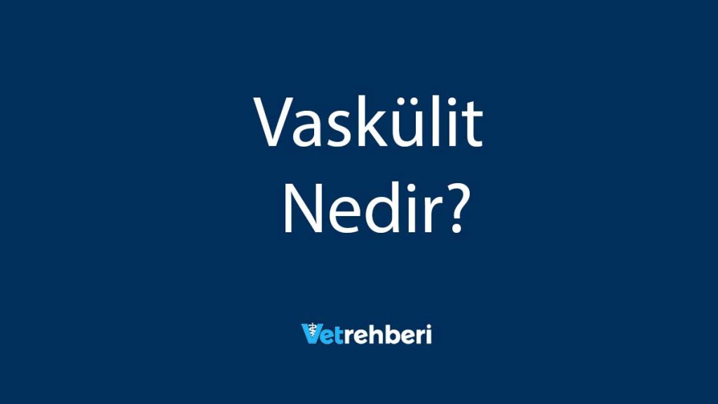 Vaskülit Nedir?