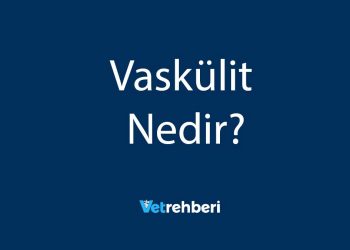 Vaskülit Nedir?