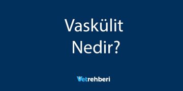 Vaskülit Nedir?