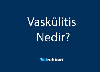Vaskülitis Nedir?