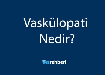Vaskülopati Nedir?