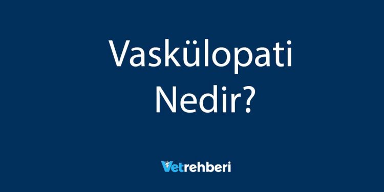 Vaskülopati Nedir?