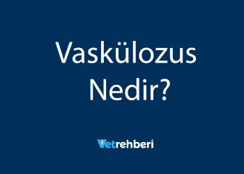 Vaskülozus Nedir?