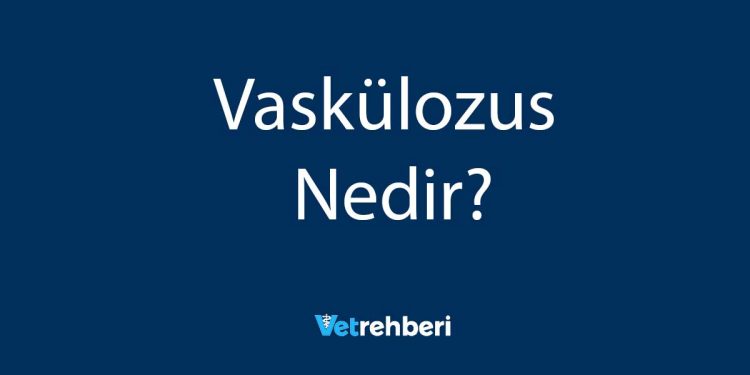 Vaskülozus Nedir?