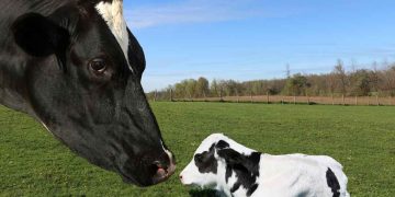 Yeni Doğan Buzağılarda Menenjit