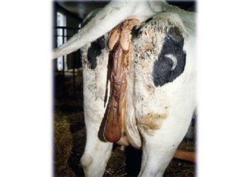 İneğin Yavru Zarları