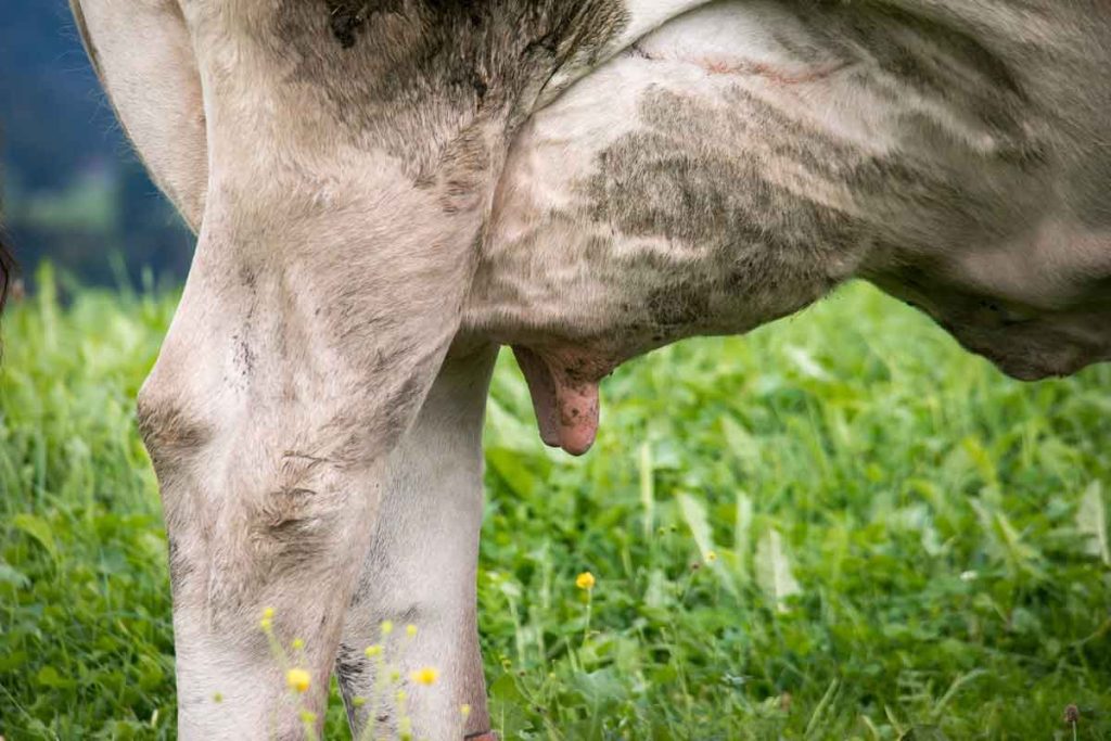 İneklerde Candida Mastitisleri