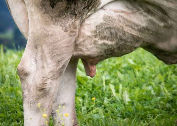 İneklerde Candida Mastitisleri