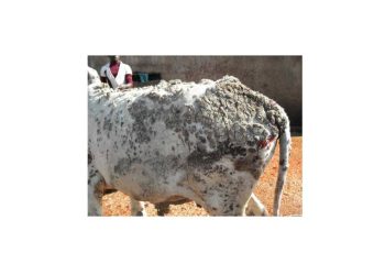 Sığırlarda Dermatophilosis