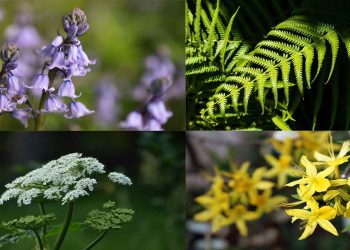 Çiftlik Hayvanları ve Zehirli Otlar