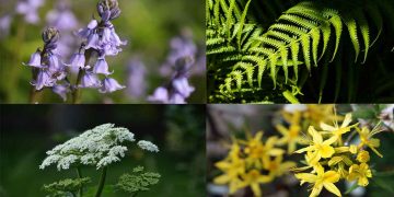 Çiftlik Hayvanları ve Zehirli Otlar