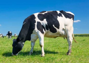 İneklerde Rahim Bükülmesi