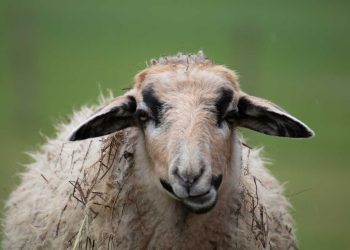 Koyunlarda Mikoplazma Ovis