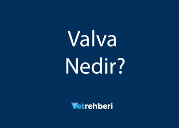Valva Nedir?