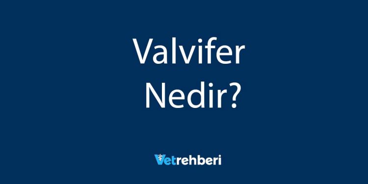 Valvifer Nedir?