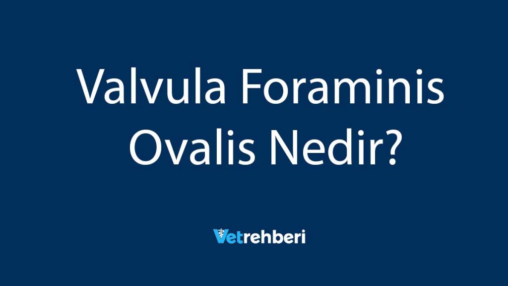 Valvula Foraminis Ovalis Nedir?