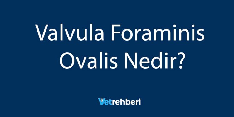 Valvula Foraminis Ovalis Nedir?