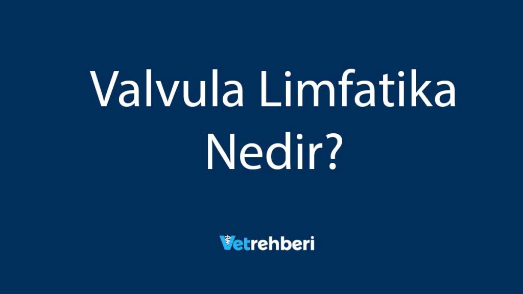 Valvula Limfatika Nedir?