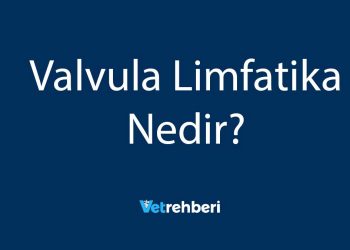 Valvula Limfatika Nedir?