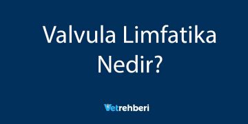 Valvula Limfatika Nedir?