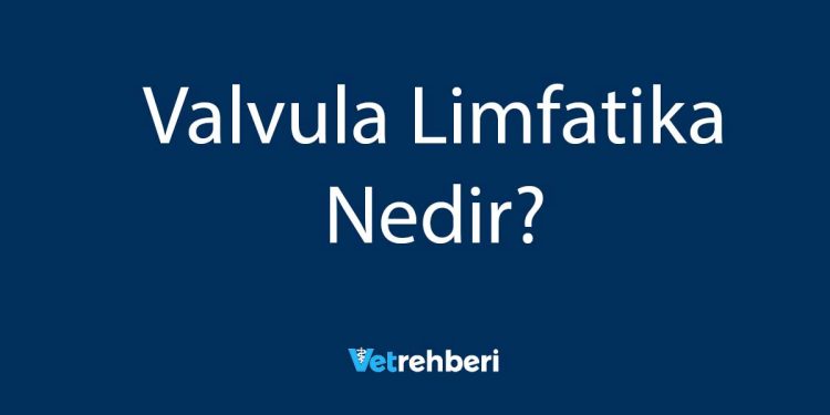 Valvula Limfatika Nedir?