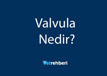 Valvula Nedir?
