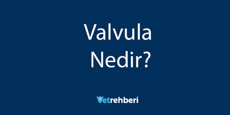 Valvula Nedir?