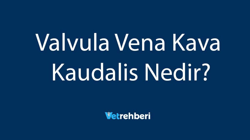 Valvula Vena Kava Kaudalis Nedir?