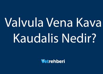 Valvula Vena Kava Kaudalis Nedir?