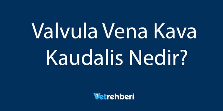 Valvula Vena Kava Kaudalis Nedir?