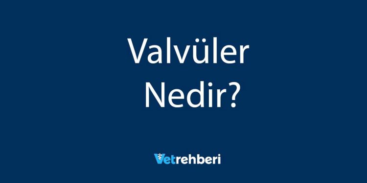 Valvüler Nedir?