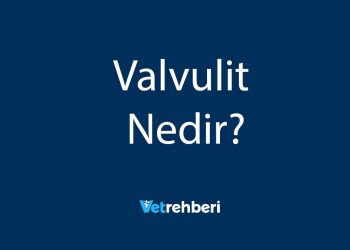 Valvulit Nedir?