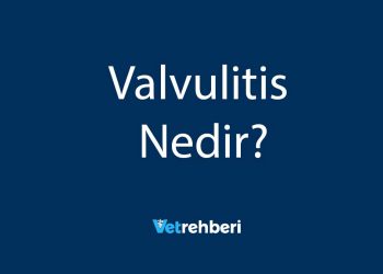Valvulitis Nedir?