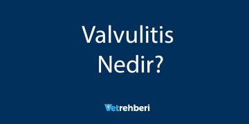 Valvulitis Nedir?
