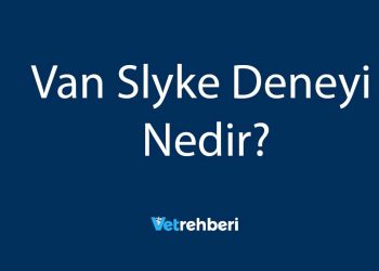 Van Slyke Deneyi Nedir?