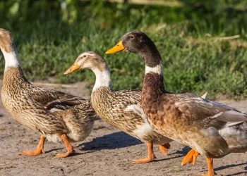 Abacot Ranger Ördek Irkı