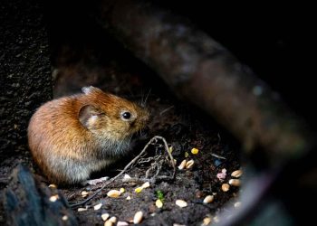 Fareler ve Çiftlik Hayvanları