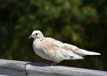 Güvercinlerde Bakım