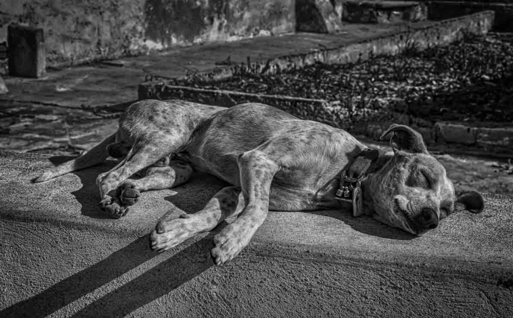 Köpeklerde Çöp Zehirlenmesi (Garbage Poisoning)